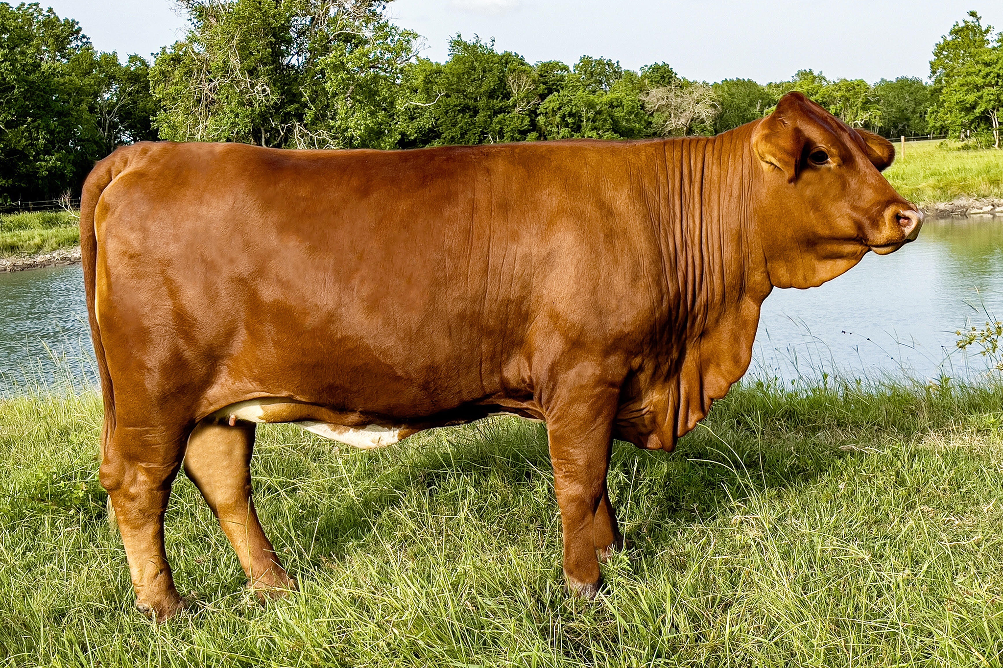 barzona cattle