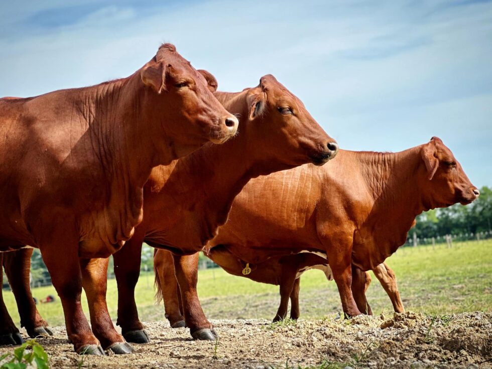 How To Successfully Breed Your Beefmaster Cows