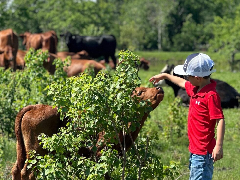 Benefits Of Raising Beefmaster Cattle On Your Ranch