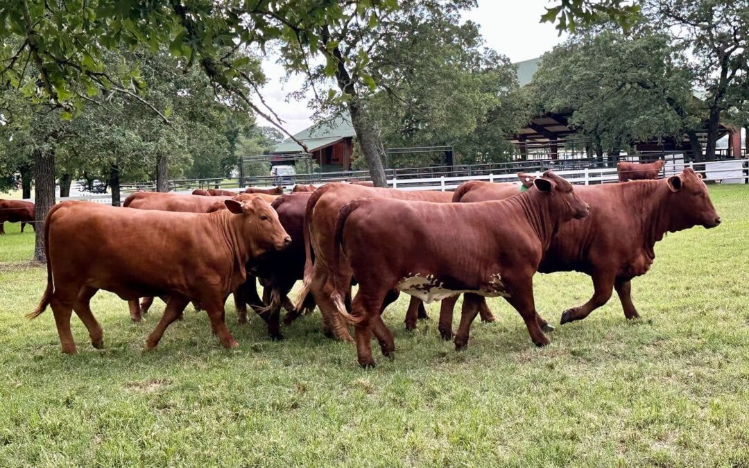 Understanding the Different Types of Beefmaster Cows