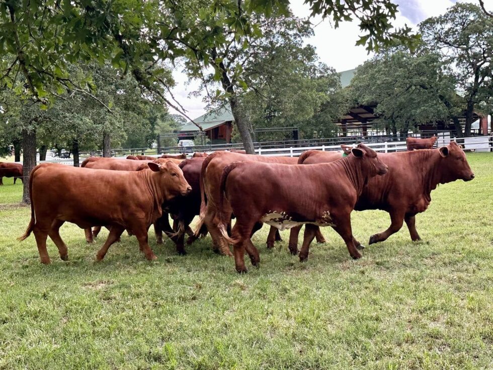 Understanding The Different Types Of Beefmaster Cows