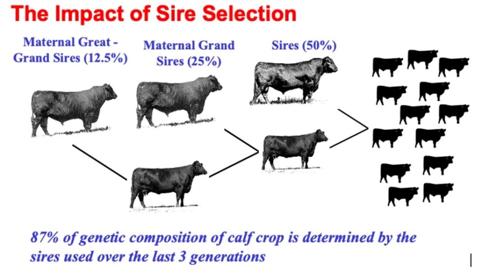 The Importance of Genetics in Beefmaster Cattle Breeding