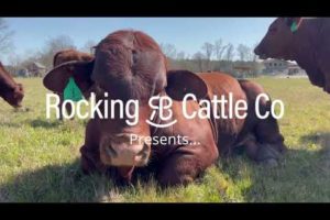 Resolution, Beefmaster Herd Sire of Rocking RB Cattle Co