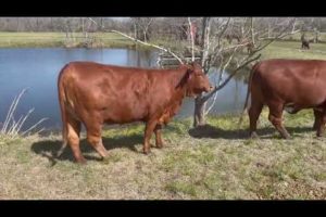 Rocking RB Cattle Co Heifer CF 080