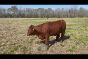 Rocking RB Cattle Co Beefmaster Heifer MXP2 Miss Lady Xtreme 08