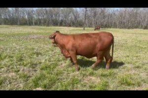 Rocking RB Cattle Co Beefmaster Heifer JT142