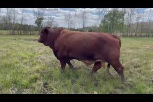 Rocking RB Cattle Co Beefmaster Bull CF Resolution 520/9